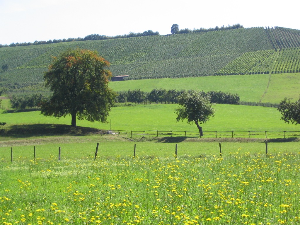 Blühende Wiesen, Obstbäume und Weinberge rund um Öhringen-Michelbach sind zu sehen.