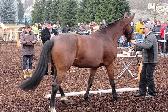 Ein Pferd wird auf dem Öhringer Pferdemarkt der Jury vorgeführt.