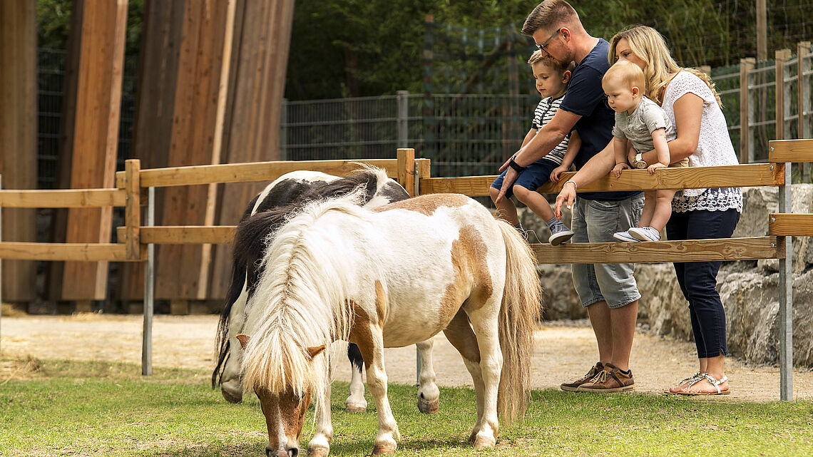 Eine Familie steht bei einem Pony im Tiergehege des Öhringer Hofgarten.