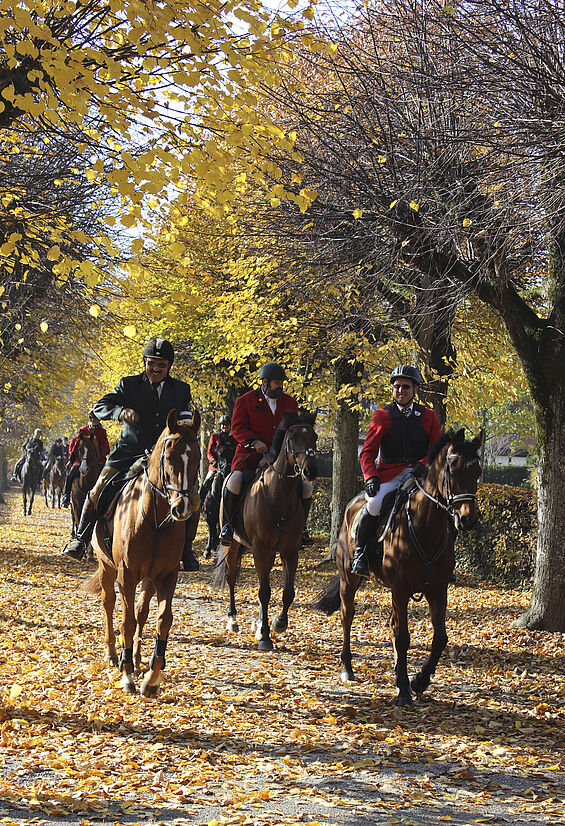 Reiter reiten bei der Hubertusjagd in Zweiflingen-Friedrichsruhe auf einen zu. Die Bäume sind herbstlich gefärbt.