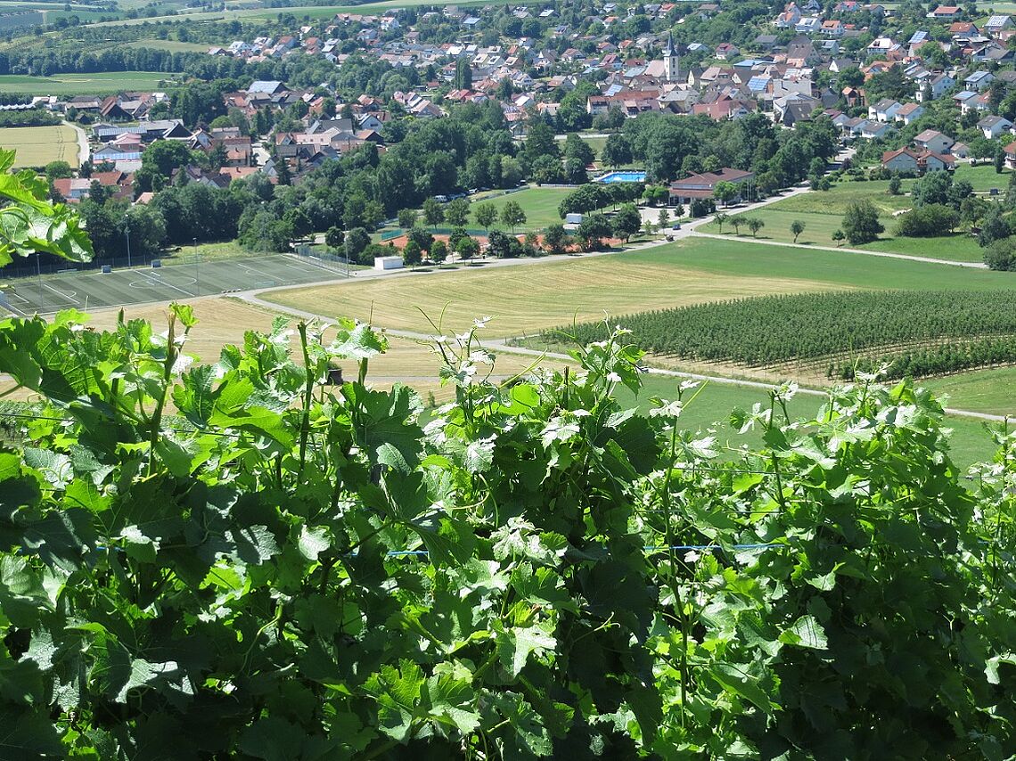 im vordergrund sind grüne Weinreben zu sehen. Hinten im Tal ist Öhringen-Michelbach zu sehen.