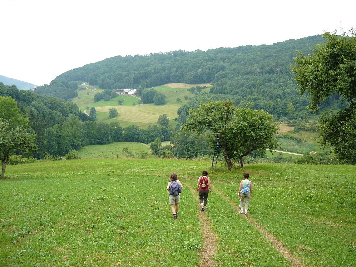 Drei Frauen sind von hinten zu sehen. Sie wandern durch die grüne Landschaft des Ohrntals bei Öhringen.