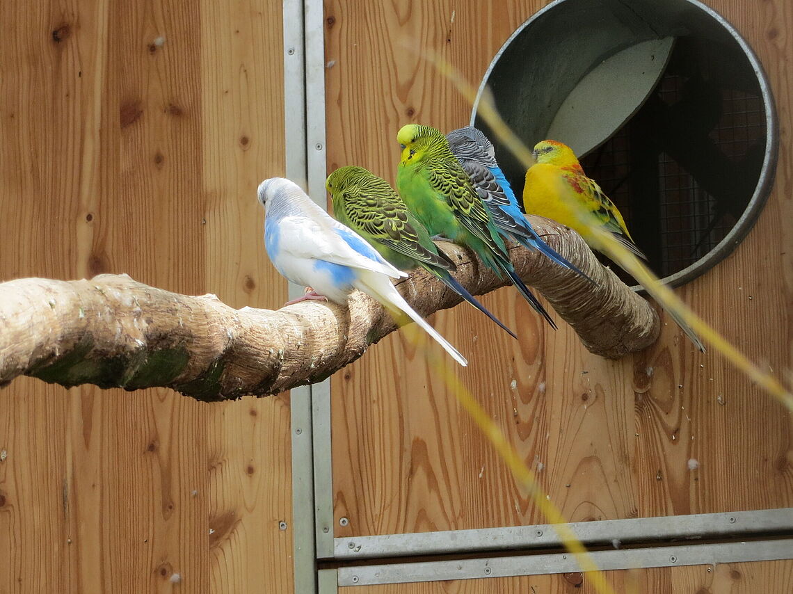 Fünf Vögel sitzen in der Vogelvolière des Öhringer Tiergeheges.