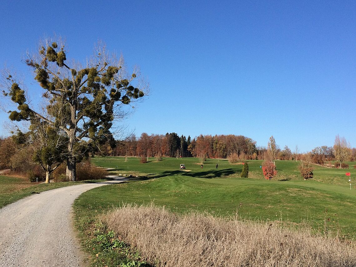 Ein Weg durch den Golfplatz bei Zweiflingen-Friedrichsruhe ist zu sehen. Im Hintergrund ein großer Baum.