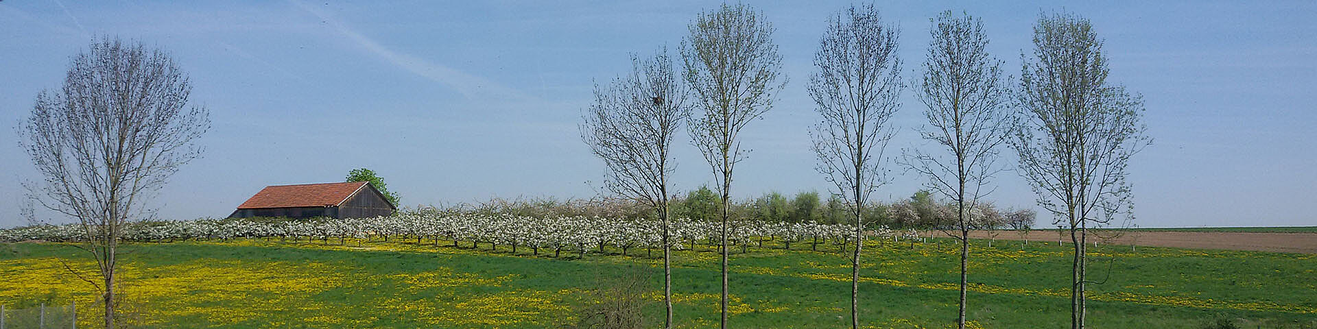 Ein Frühlingsbild mit blühenden Wiesen und Obstbäumen sowie einer Scheune ist zu sehen.